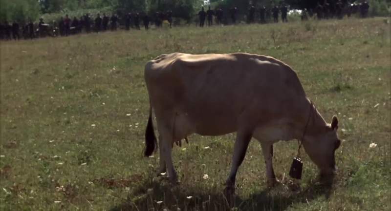 Is that a Confederate cow or a Union cow