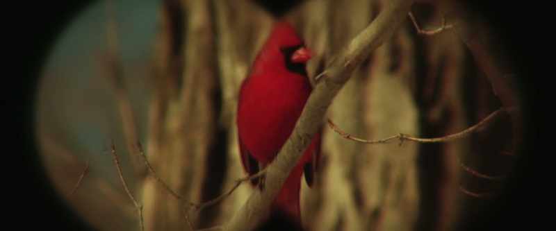 Is that a red cardinal?