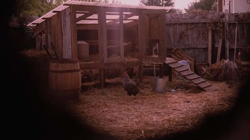 Is that a rooster