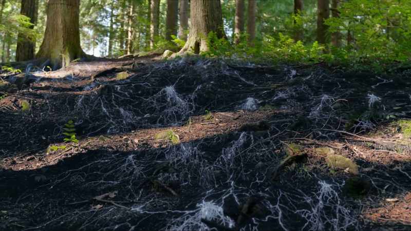 Is it possible that the trees can think in longer terms than we do?