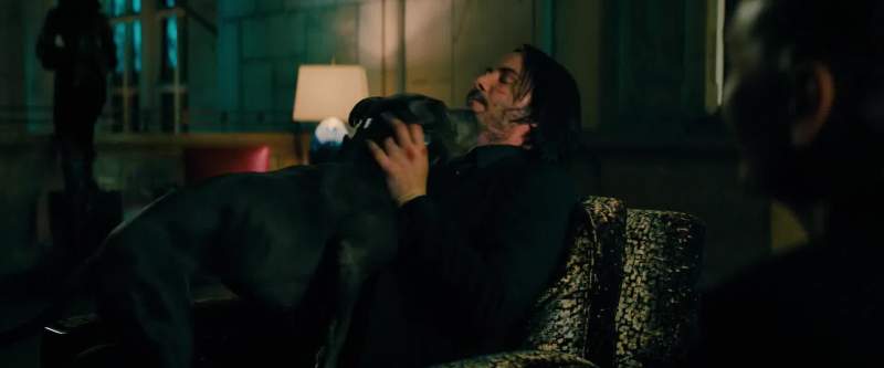 Is that the dog