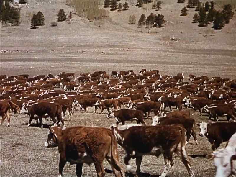 Is this the last of the herds?