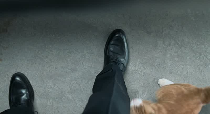 Is this your cat?