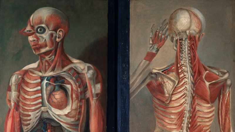 Isaacson: He loved anatomy, he loved botany