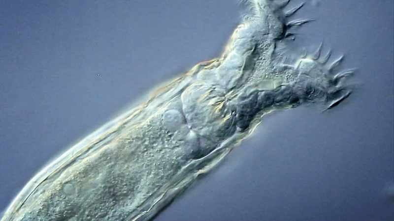 It has a brain, it has a reproductive system