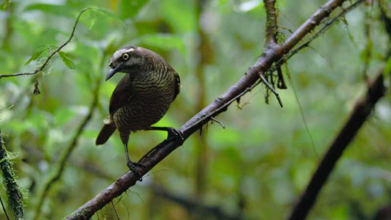 It is a female