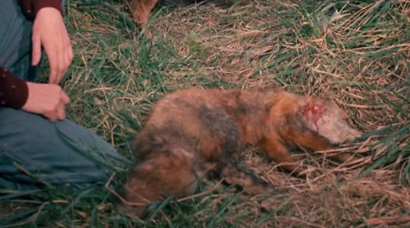 It was a fox