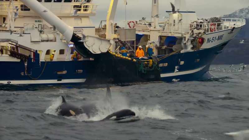 It was a huge relief to see that this orca made it until the end