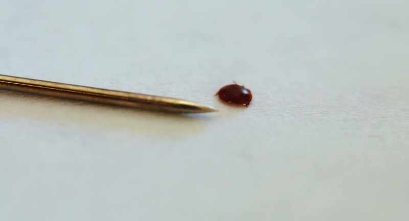 It was a parasite in Southeast Asia