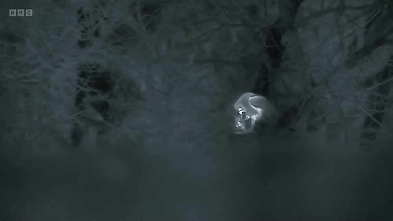 It is a remarkable hunting technique