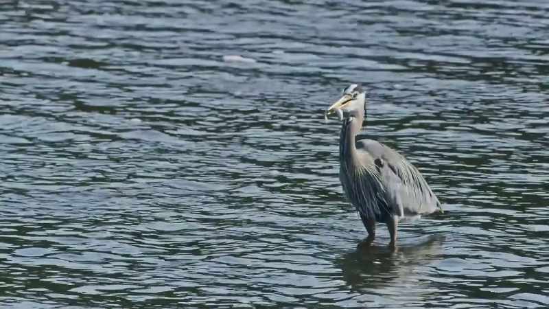 It always swallows fish headfirst