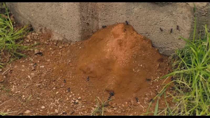 It appears Jay's slept in an ants' nest
