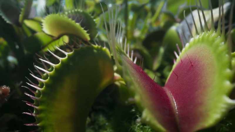 It attracts insects by producing a sweet perfume