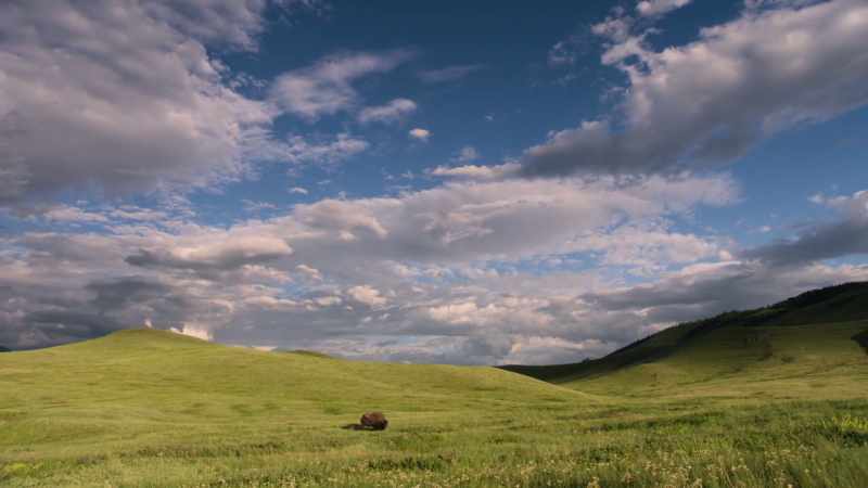 It became more and more difficult to find buffalo