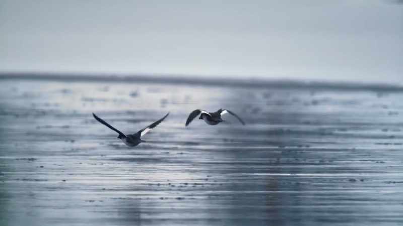 It becomes a refuge for waterfowl