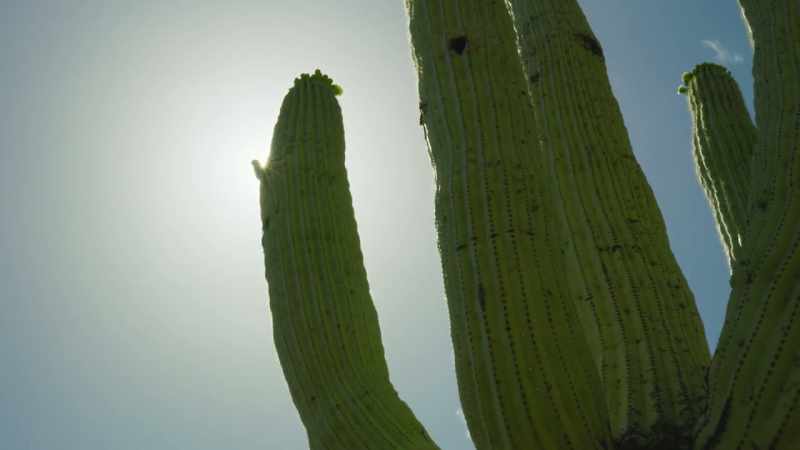 It has been produced indirectly by woodpeckers