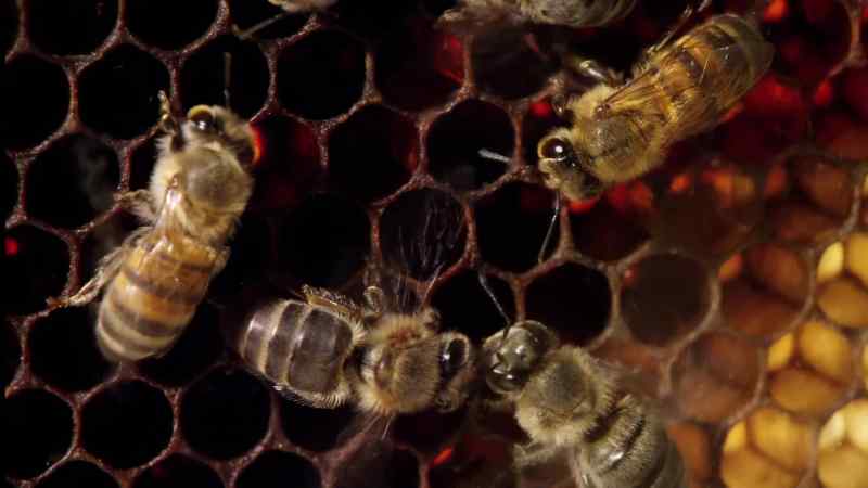 It is called the Waggle Dance