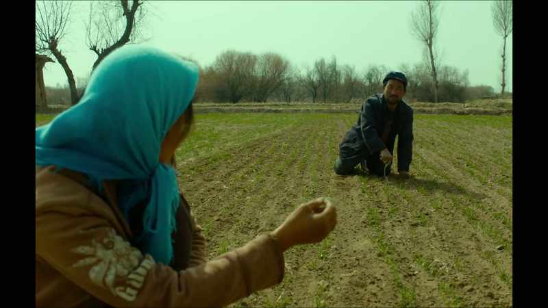 It can be fertilizer for the other shoots