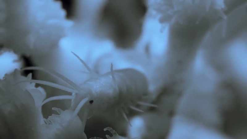 It checks the polyps for a freshly caught morsel