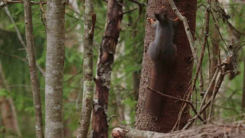 It could be in a hole in a tree or against a trunk or branches