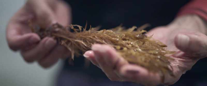 It could play a profound role in drawing down carbon