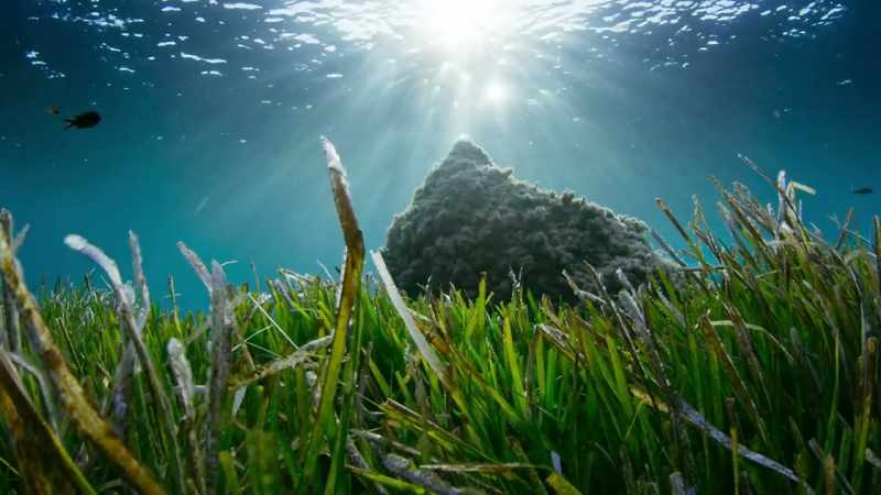 It creates stores of carbon around its roots