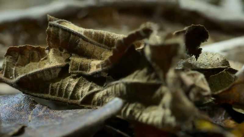 It detects its insect prey through vibration and touch