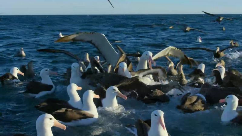 It dwarfs the other birds and uses its great size