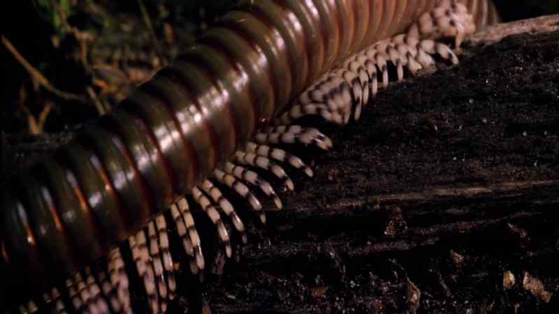 It eats decaying leaves and plants