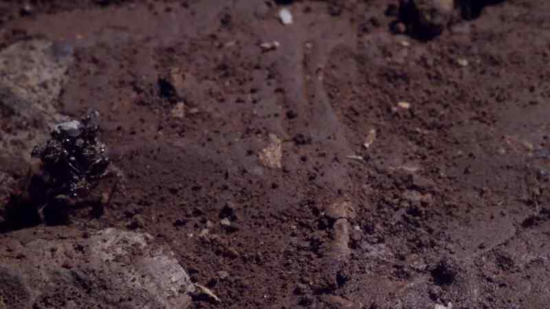 It enters this ant colony unchallenged