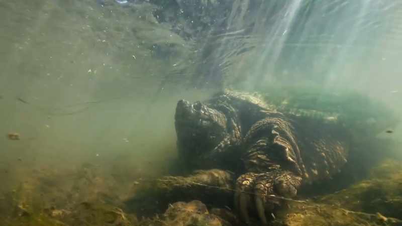 It evolved from turtles that had no hard protective exterior