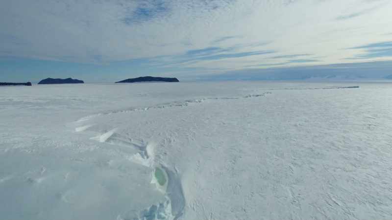 It forms a cover of sea ice