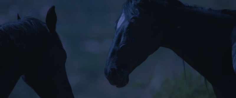 It gallops toward the sky