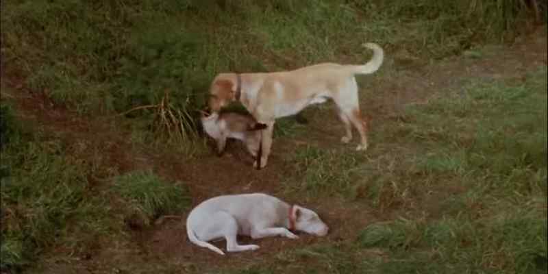 IT HAD BEEN A NEAR THING FOR BODGER