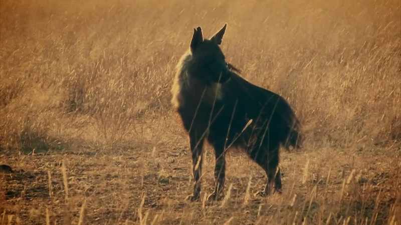 IT HAS DARK DOG-LIKE FUR AND, CRUCIALLY