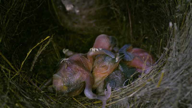 It hatched from an egg