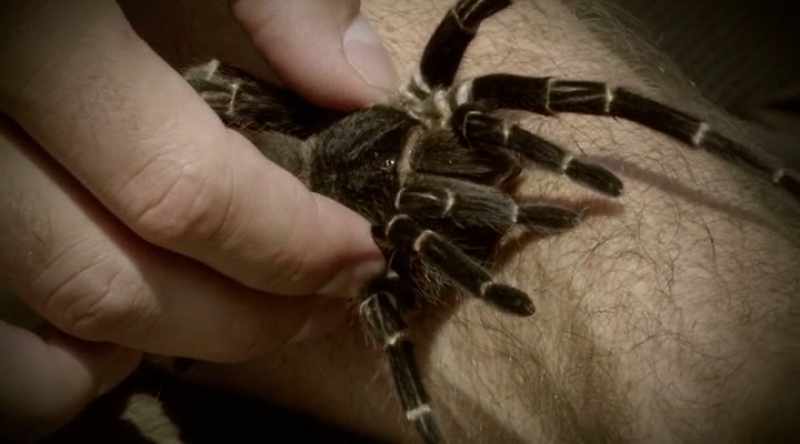 It hurt, and it did feel very much like a wasp sting