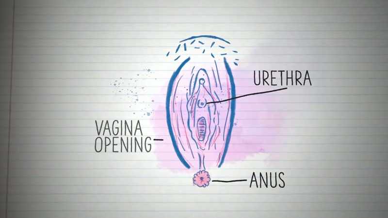 It includes the urethra, anus