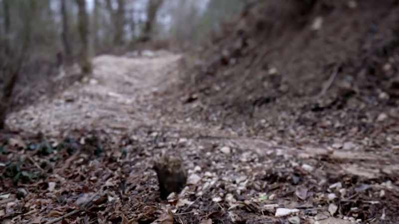 IT IS COVERED WITH ROCKS, ROOTS
