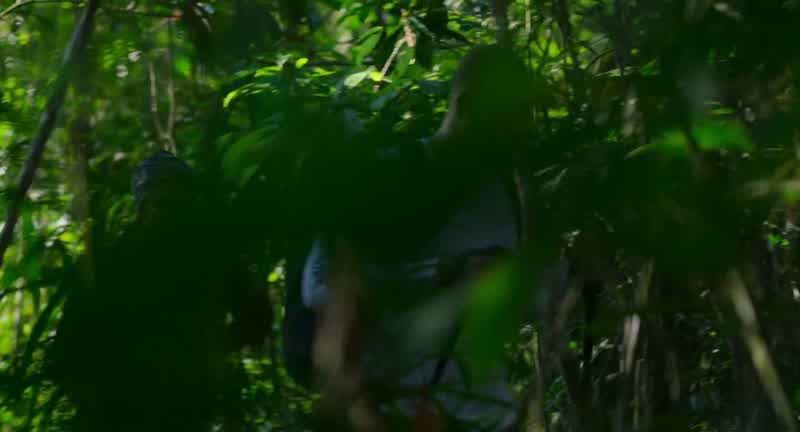 It is dense, dense jungle