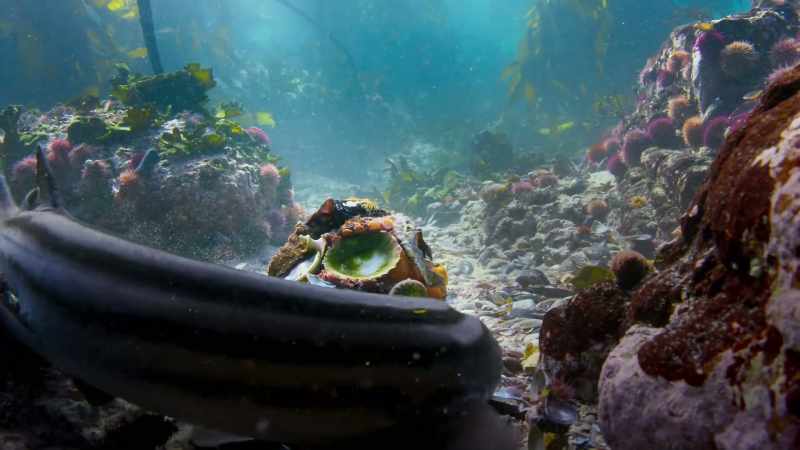 It was just incredible to see how that octopus outwitted that shark