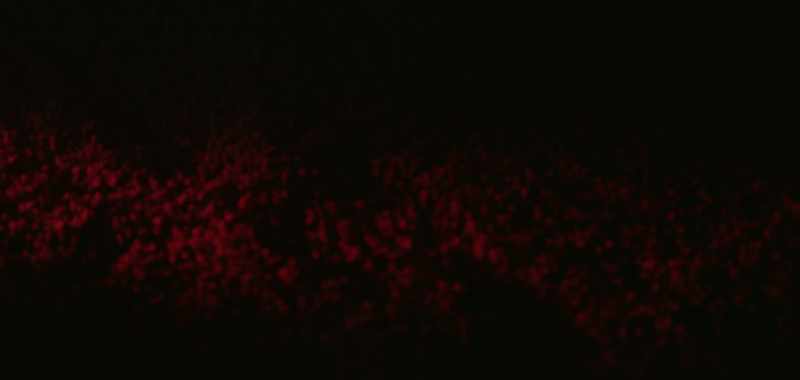 It looked like a shadow