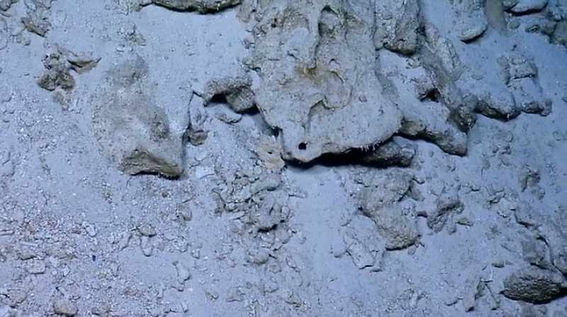 It looks like coral but it's got a hole