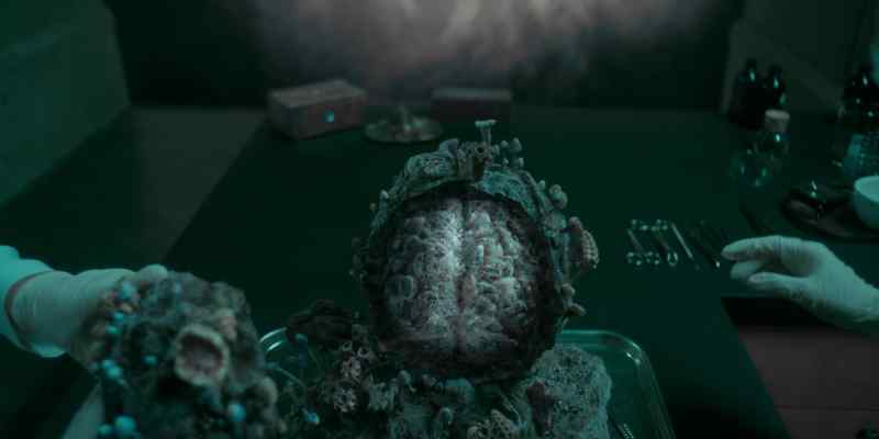 It looks like the Mycelium