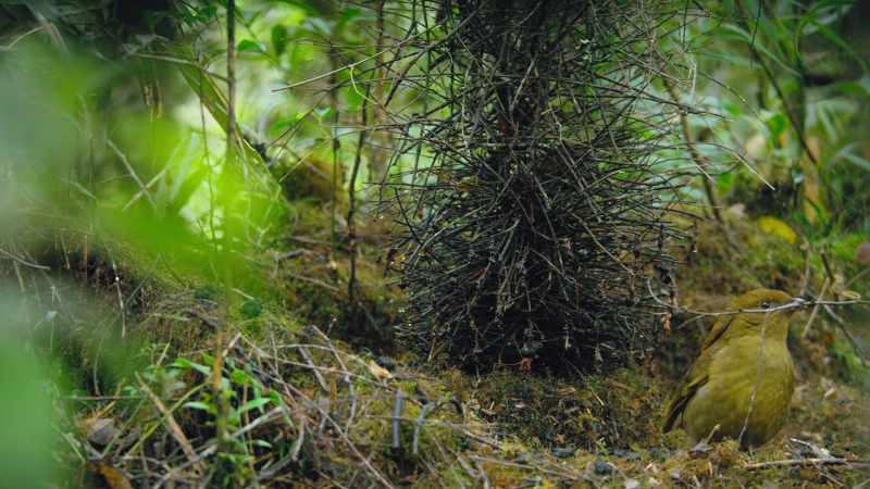 It may be a cliche, but size matters to female bowerbirds