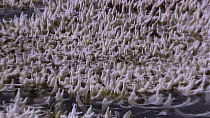 It means that coral reefs are a likely casualty