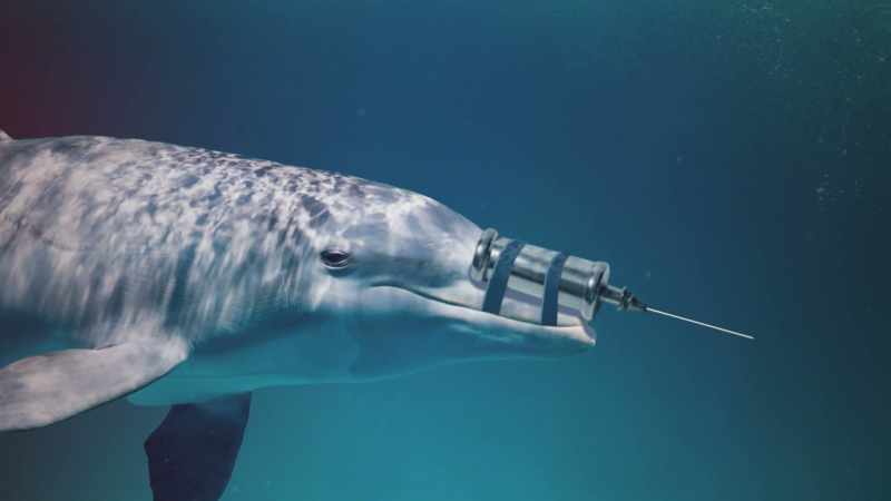 It might seem like the dolphin is being friendly