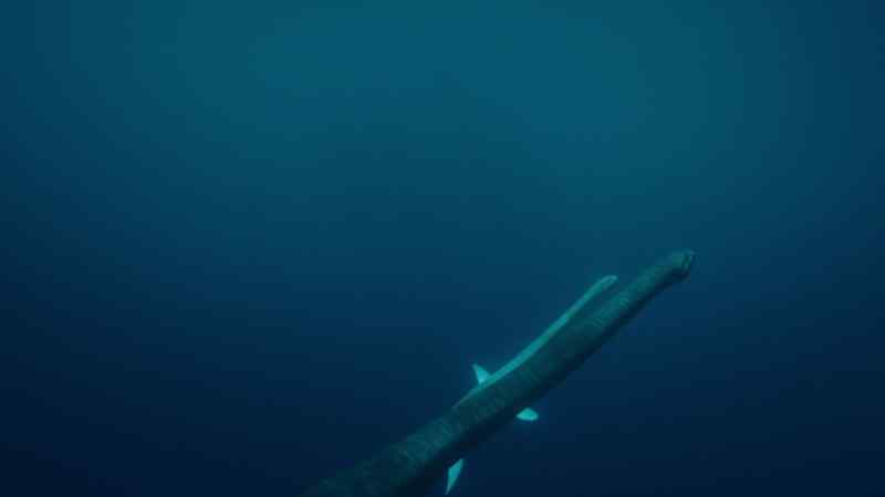 It needs to get to the surface to take its very first breath