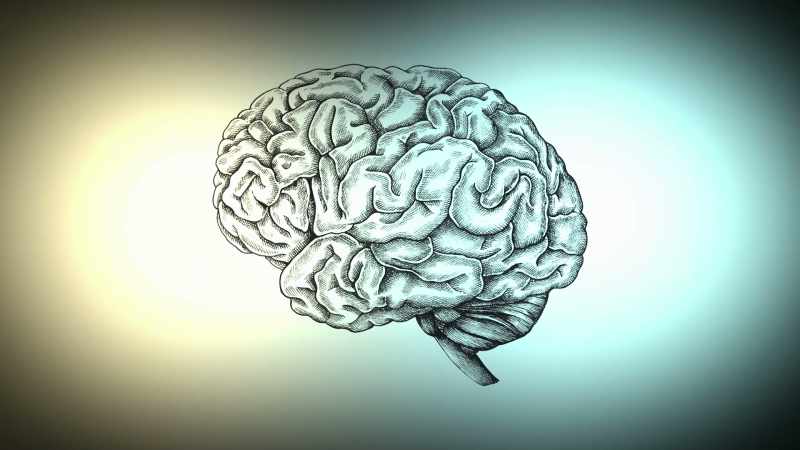 It organizes these perceptions into forms