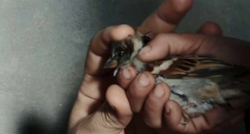 It pecks. - You can't keep it. It's a wild bird